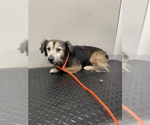 Beagi Dogs for adoption in Pasadena, TX, USA