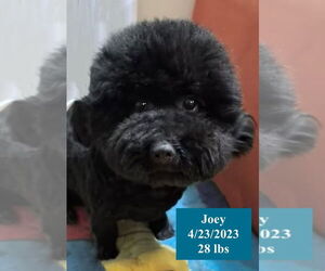 Poodle (Miniature) Dogs for adoption in West Hollywood, CA, USA