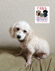 Maltese Dogs for adoption in Killeen, TX, USA