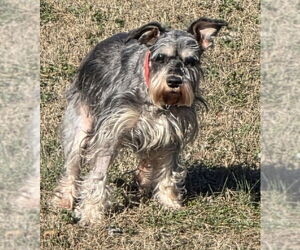 - Mix Dogs for adoption in Lenoir, NC, USA