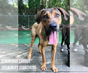 Redbone Coonhound Dogs for adoption in Fort Walton Beach, FL, USA
