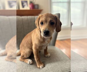 Beagle-Unknown Mix Dogs for adoption in Arlington, VA, USA