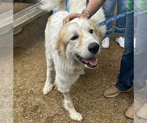 Great Pyrenees-Unknown Mix Dogs for adoption in Dallas, TX, USA