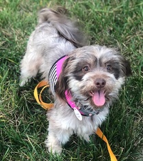 Hava-Apso Dogs for adoption in VACAVILLE, CA, USA