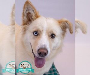 Basset Hound-Siberian Husky Mix Dogs for adoption in Kennesaw, GA, USA