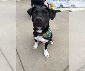 Mutt Dogs for adoption in Fort Collins, CO, USA