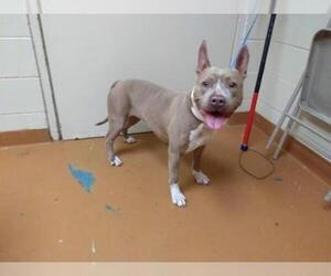 American Staffordshire Terrier Dogs for adoption in Gainesville, FL, USA