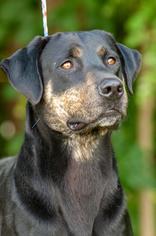 Lab-Pointer Dogs for adoption in Johnson City, TN, USA