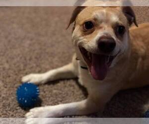 Medium Photo #1 Beagle-Unknown Mix Puppy For Sale in Princeton, MN, USA