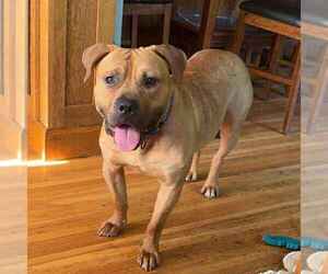 American Pit Bull Terrier-Unknown Mix Dogs for adoption in Duluth, MN, USA