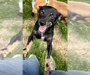 Chihuahua-Unknown Mix Dogs for adoption in Jefferson, NJ, USA