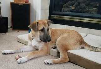 Anatolian Shepherd-German Shepherd Dog Mix Dogs for adoption in Azle, TX, USA