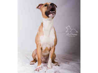 American Staffordshire Terrier Dogs for adoption in Salt Lake City, UT, USA