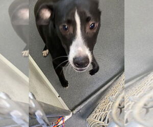 Labrador Retriever-Unknown Mix Dogs for adoption in Glen Allen, VA, USA