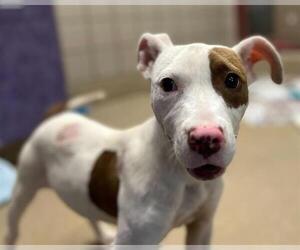 American Staffordshire Terrier-Unknown Mix Dogs for adoption in Raleigh, NC, USA