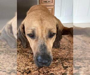 Redbone Coonhound Dogs for adoption in Tampa, FL, USA