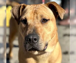 Chinese Shar-Pei-Unknown Mix Dogs for adoption in Canton, CT, USA