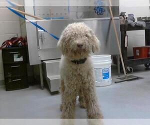 Poodle (Standard) Dogs for adoption in Fayetteville, NC, USA