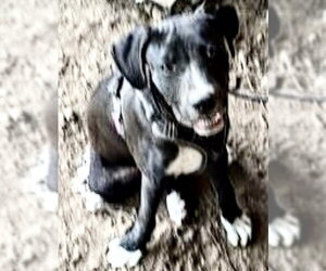 Labrador Retriever Dogs for adoption in Houston, TX, USA