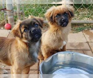 Shinese Dogs for adoption in Scottsboro, AL, USA