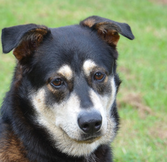 German Shepherd Dog Dogs for adoption in Englewood, FL, USA