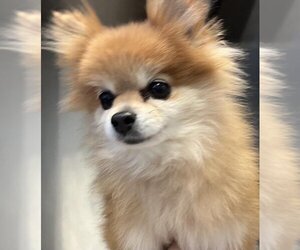 Pomeranian Dogs for adoption in San Antonio, TX, USA