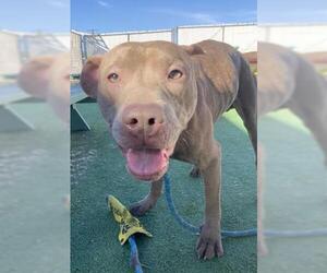 American Pit Bull Terrier-Unknown Mix Dogs for adoption in Redlands, CA, USA
