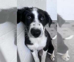 Border Collie Dogs for adoption in Houston, TX, USA