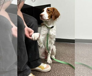 Brittany Dogs for adoption in Curwensville, PA, USA