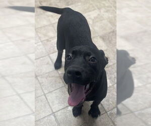 American Pit Bull Terrier Dogs for adoption in Augusta, GA, USA