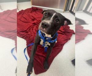 American Pit Bull Terrier-Unknown Mix Dogs for adoption in Boston, MA, USA