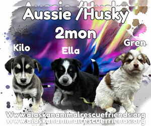 Australian Shepherd-Huskies Mix Dogs for adoption in Anchorage, AK, USA