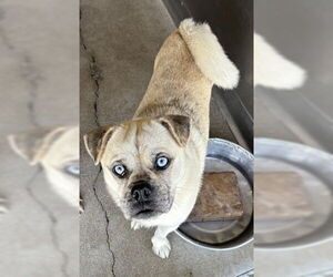 Pug-Siberian Husky Mix Dogs for adoption in San Bernardino, CA, USA