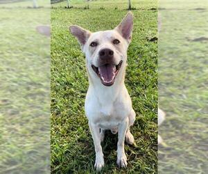 German Shepherd Dog-Huskies  Mix Dogs for adoption in Rosenberg, TX, USA