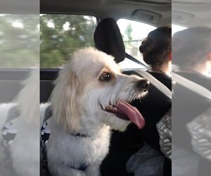Maltipoo Dogs for adoption in Corona, CA, USA