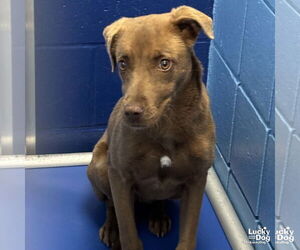 Feist Terrier-Retriever Mix Dogs for adoption in Washington, DC, USA