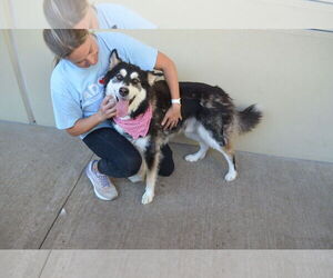 Huskies -Unknown Mix Dogs for adoption in McKinney, TX, USA