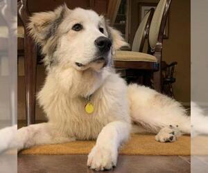 Great Pyrenees Dogs for adoption in Woodside, NY, USA