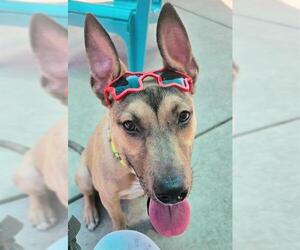 German Shepherd Dog-Unknown Mix Dogs for adoption in Sacramento, CA, USA
