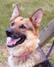 Medium Photo #1 German Shepherd Dog Puppy For Sale in Alexandria, VA, USA