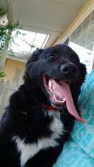 Bordernese Dogs for adoption in Orange, CA, USA