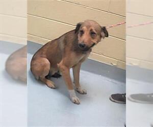 Border-Aussie Dogs for adoption in Tulsa, OK, USA