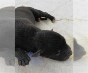 Labrador Retriever-Unknown Mix Dogs for adoption in Houston, TX, USA