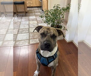 Mutt Dogs for adoption in Euless, TX, USA