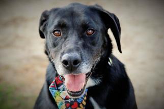 Labrador Retriever Dogs for adoption in Statesboro, GA, USA