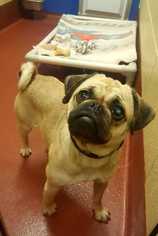 Pug Dogs for adoption in Accident, MD, USA
