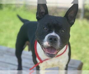 Boston Terrier-Unknown Mix Dogs for adoption in Tulsa, OK, USA
