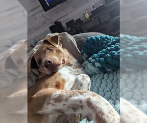 Mutt Dogs for adoption in Winter Park, CO, USA