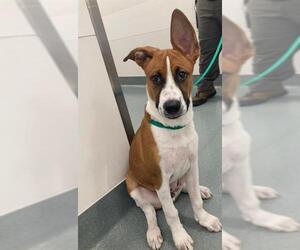 Huskies -Labrador Retriever Mix Dogs for adoption in Baytown, TX, USA