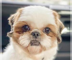 Shih Tzu Dogs for adoption in San Ramon, CA, USA